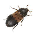larder beetles