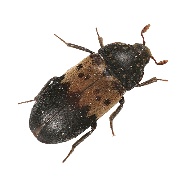 larder beetles