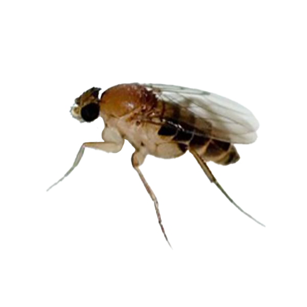 Close-up of a phorid fly identified in a Minnesota home by Adam’s Pest Control