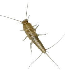 silverfish