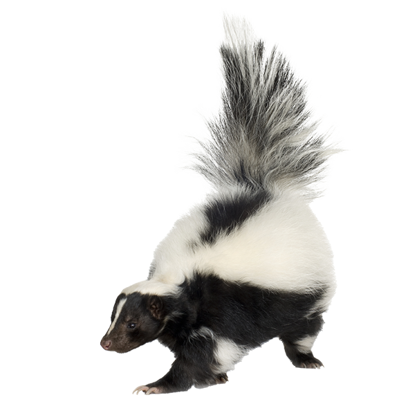 Skunk near a residential property, highlighting potential pest threats and the need for professional skunk control services.​