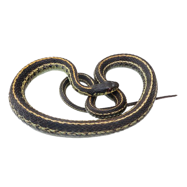 Snake coiled near a residential property, highlighting potential pest threats and the need for professional snake control services.​