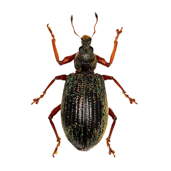 strawberry root weevils