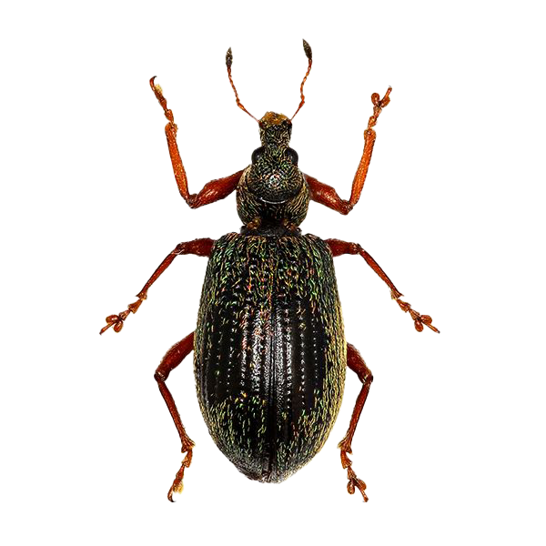 Strawberry root weevil identified by Adam’s Pest Control in Minnesota