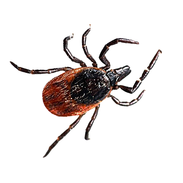 ticks