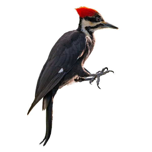 Woodpecker perched on residential siding, highlighting potential nesting behavior and structural impact.